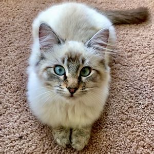 Meet your Posher, Jean